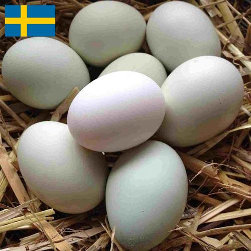 субпродукты птицы из Швеции