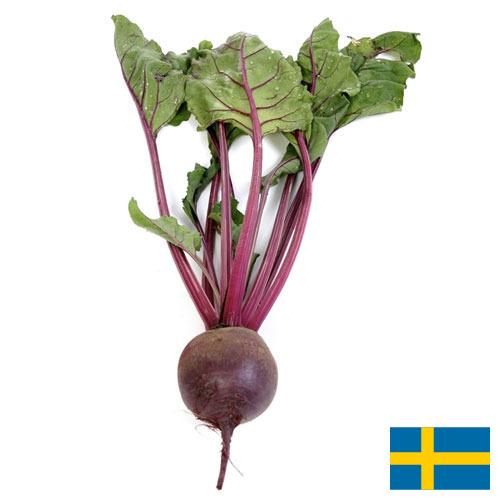 Свекла столовая из Швеции