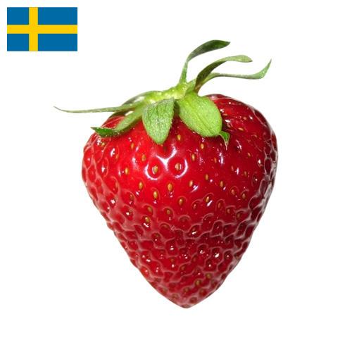 Земляника из Швеции