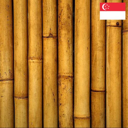 Бамбук из Сингапура