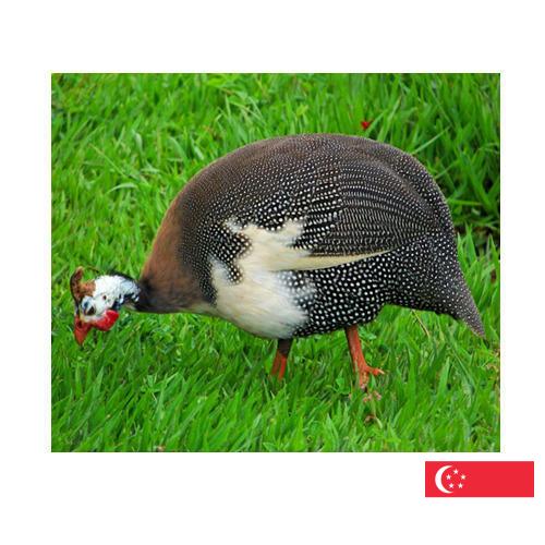 птица из Сингапура