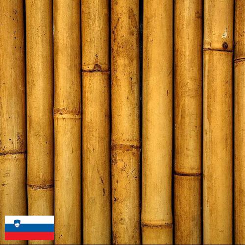 Бамбук из Словении