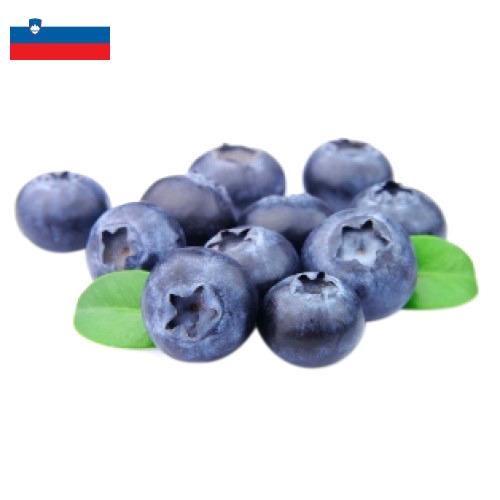 Черника из Словении