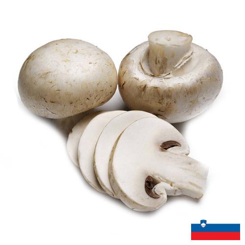 Грибы из Словении