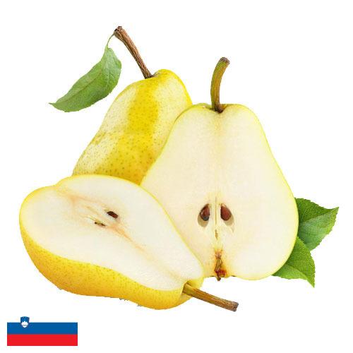 Груши из Словении