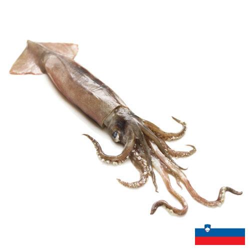 Кальмары из Словении