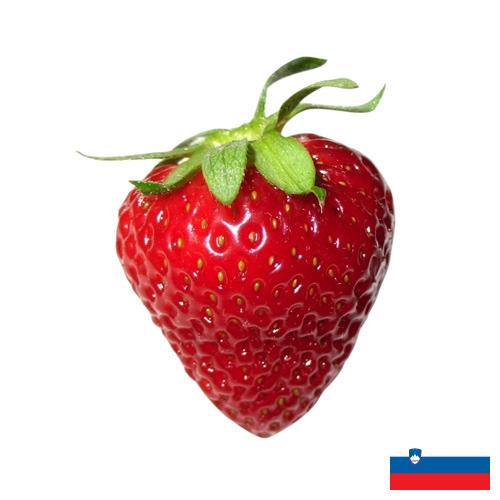 Клубника из Словении