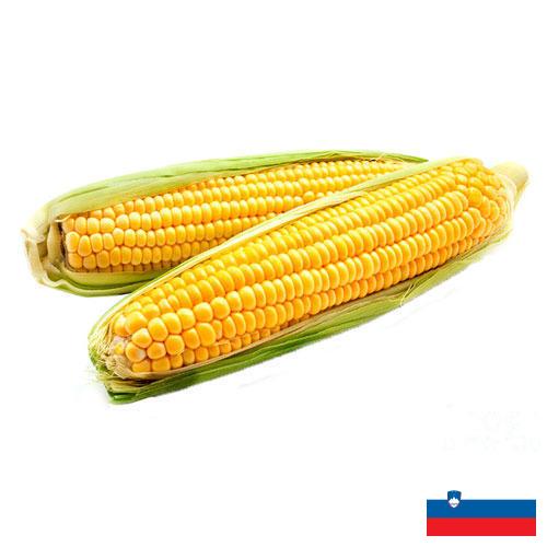 Кукуруза из Словении