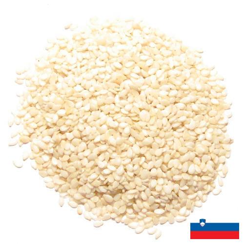 кунжут семена из Словении