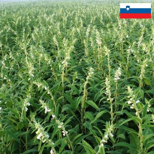 Кунжут из Словении