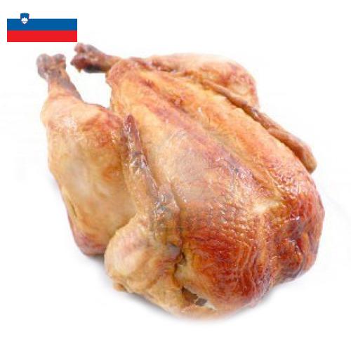 Кура из Словении
