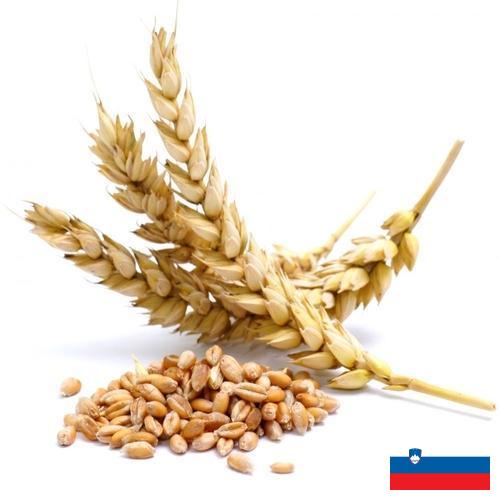 Пшеница из Словении