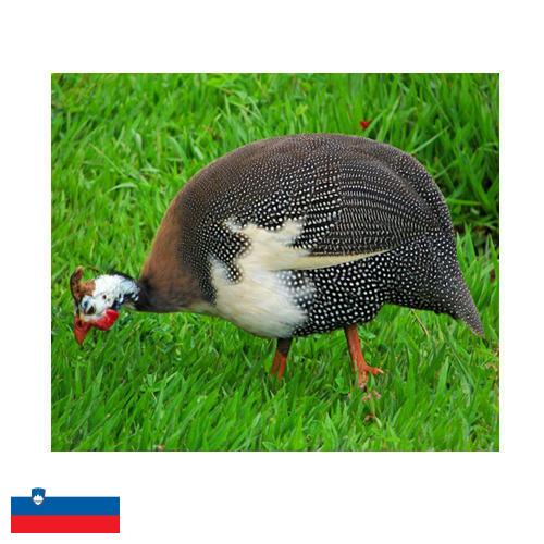 птица из Словении