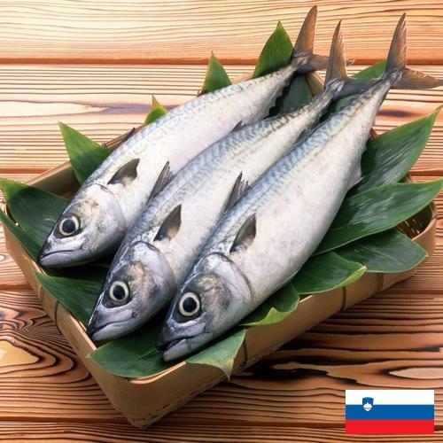 рыба свежая из Словении