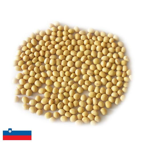 Семена сои из Словении