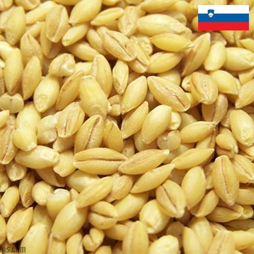 Ячмень из Словении
