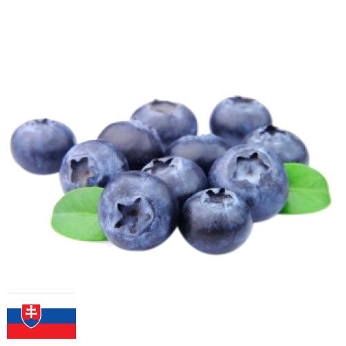 Черника из Словакии