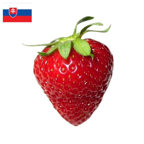 Клубника из Словакии
