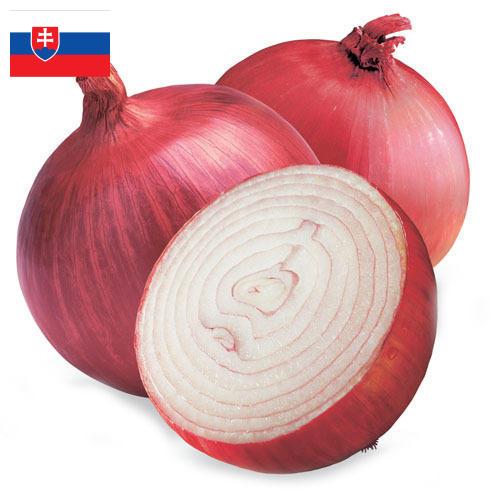 Лук красный из Словакии