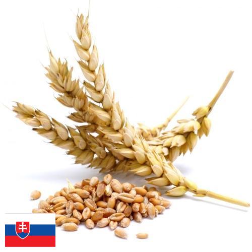 Пшеница из Словакии