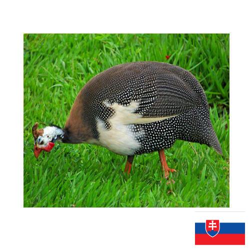 птица из Словакии