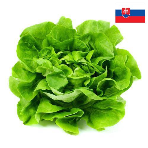 салат из Словакии