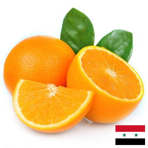 апельсины свежие из Сирийской Арабской Республики