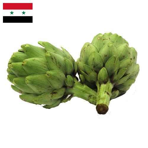 артишок из Сирийской Арабской Республики
