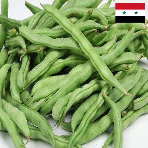 Бобы из Сирийской Арабской Республики