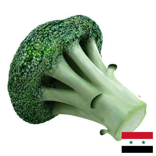 брокколи из Сирийской Арабской Республики