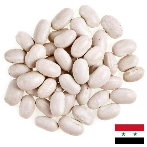 фасоль белая из Сирийской Арабской Республики