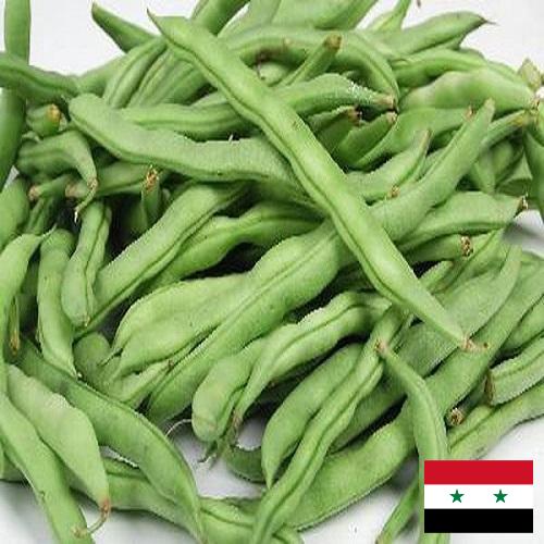 Фасоль из Сирийской Арабской Республики