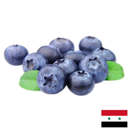 Голубика из Сирийской Арабской Республики