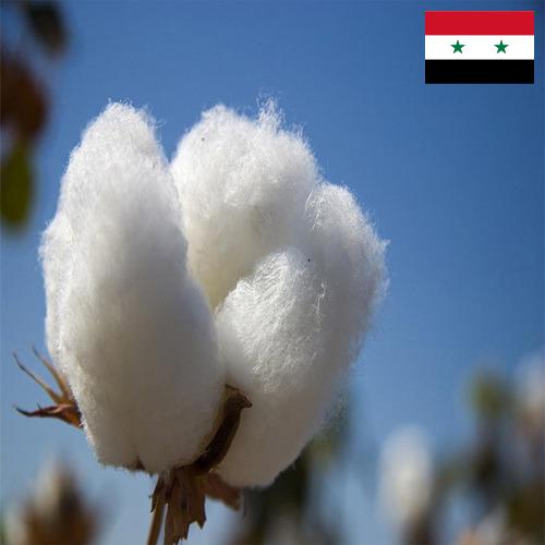 Хлопок из Сирийской Арабской Республики