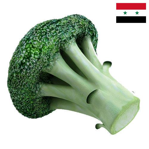 Капуста брокколи из Сирийской Арабской Республики