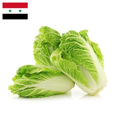 Капуста китайская из Сирийской Арабской Республики