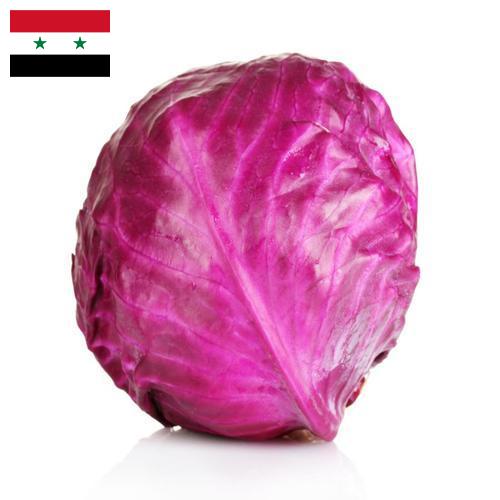 Капуста краснокочанная из Сирийской Арабской Республики