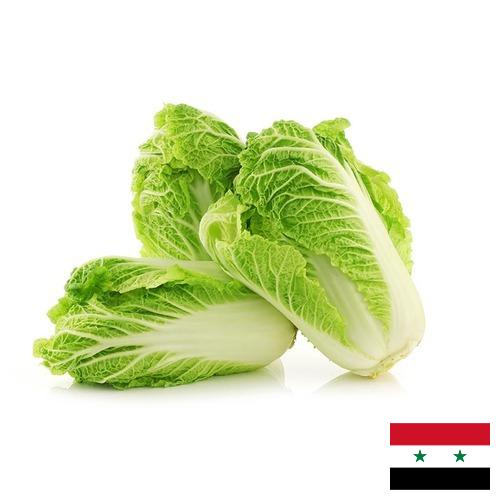 капуста пекинская из Сирийской Арабской Республики