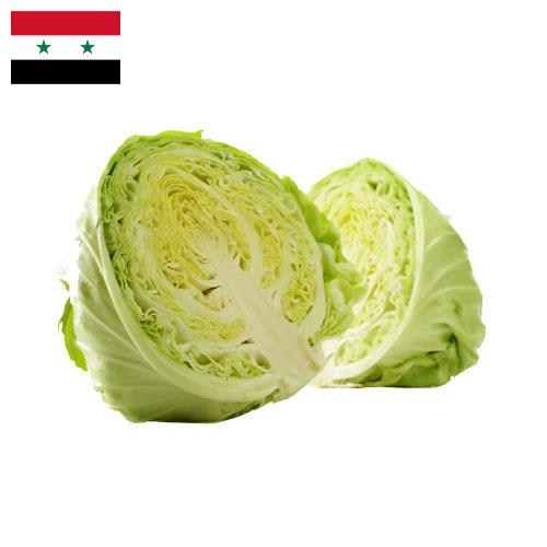 Капуста из Сирийской Арабской Республики