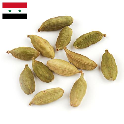 Кардамон из Сирийской Арабской Республики