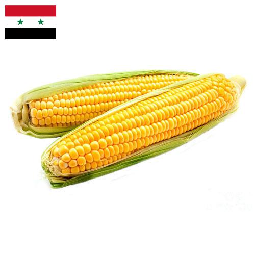 Кукуруза из Сирийской Арабской Республики