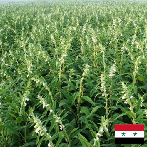Кунжут из Сирийской Арабской Республики