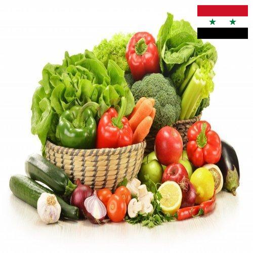 Овощи свежие из Сирийской Арабской Республики