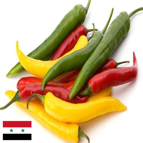 Перец чили из Сирийской Арабской Республики