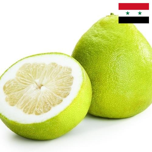 Помело из Сирийской Арабской Республики