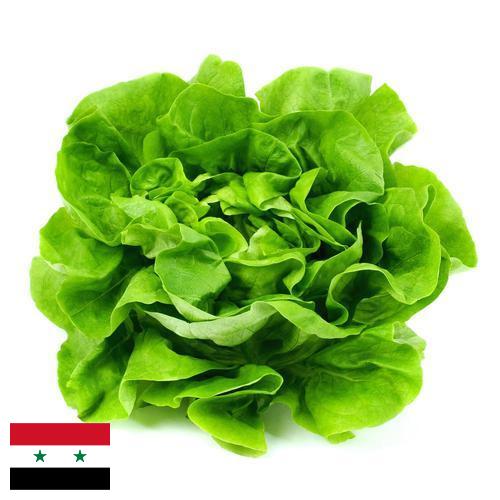 Салат латук из Сирийской Арабской Республики