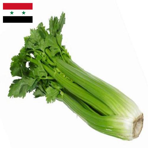 Сельдерей из Сирийской Арабской Республики