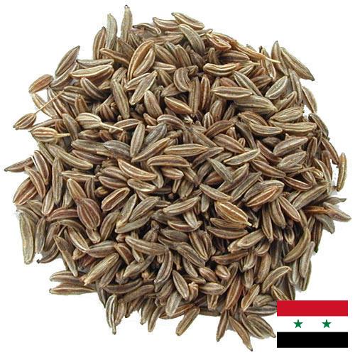 Семена тмина из Сирийской Арабской Республики