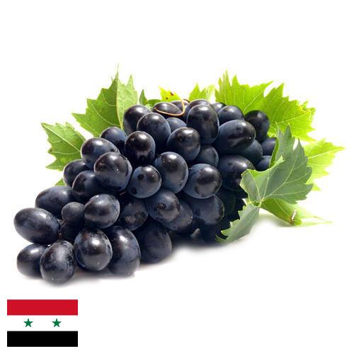 Виноград из Сирийской Арабской Республики