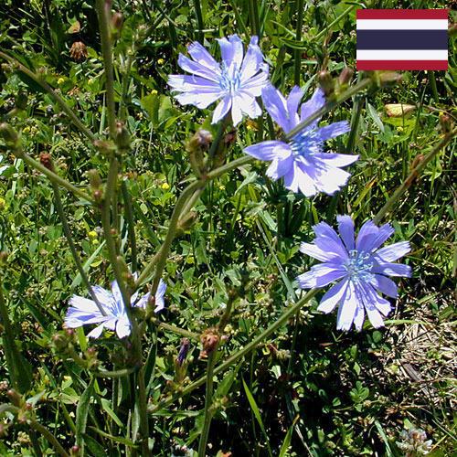 Цикорий из Таиланда